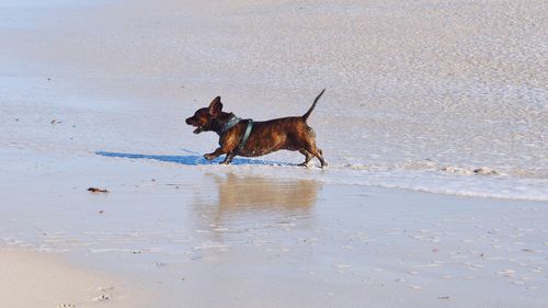 Dog running on beach