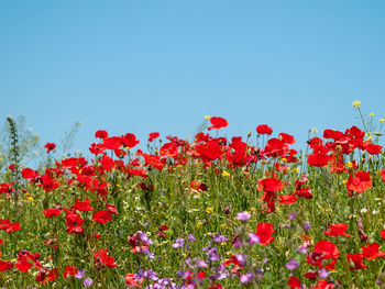 Close-up of red poppies on field against clear sky