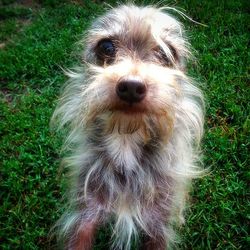 Portrait of dog on grassy field