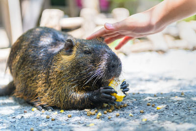 Close-up of hand feeding