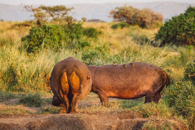 Hippopotamus on field