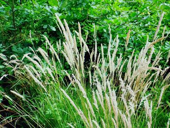 Close-up of grass in water