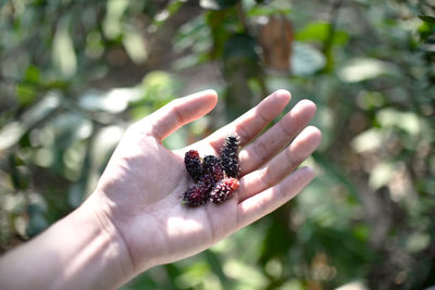 Close-up of hand holding fruit