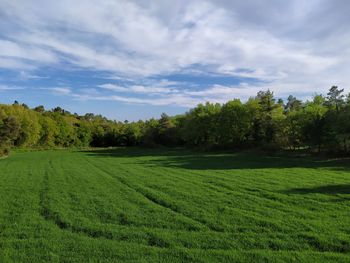 Scenic view of agricultural field against sky