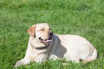 Dog relaxing in field