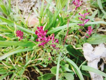 Close-up of pink flowers