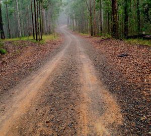 Dirt road along trees in forest