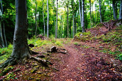 Trees in forest