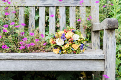 Close-up of pink flowers on wooden fence