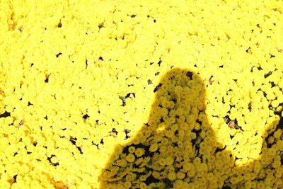 Full frame shot of yellow flowering plant