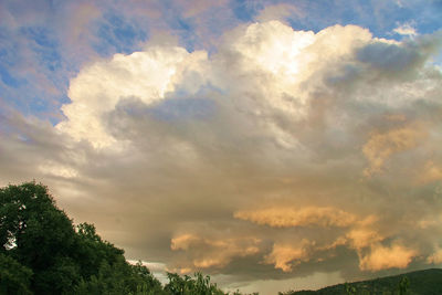 Low angle view of trees against sky during sunset