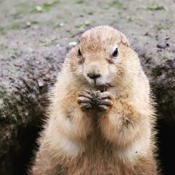 Close-up portrait of a rabbit on field