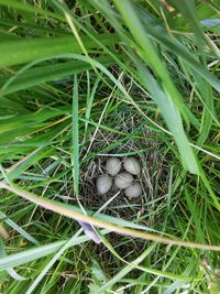 High angle view of bird in nest