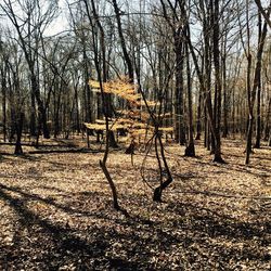 Bare trees in forest