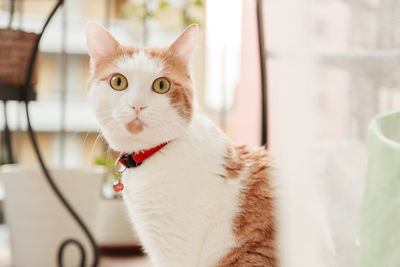 Close-up portrait of cat at home