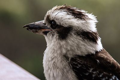 Close up, australian kookaburra, in profile