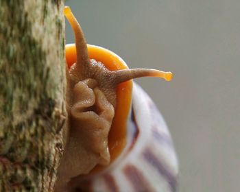 Close-up of a crab