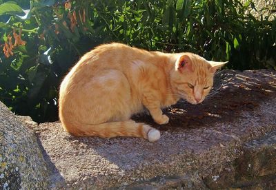 Cat lying on plants