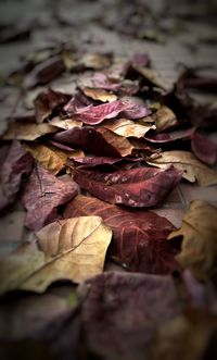 Close-up of autumn leaves