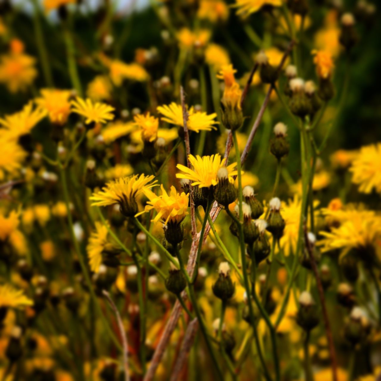 flower, yellow, growth, freshness, fragility, beauty in nature, petal, nature, plant, focus on foreground, blooming, field, selective focus, close-up, flower head, in bloom, outdoors, day, stem, no people
