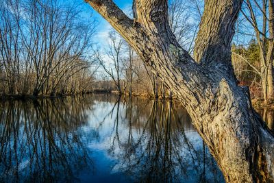 Reflection of bare trees on calm lake