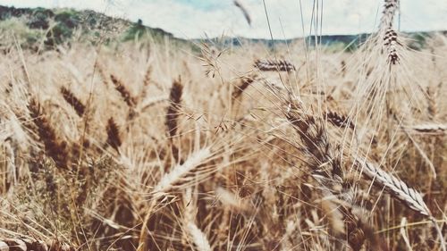 Plants growing on field