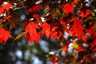 Low angle view of maple leaves on tree during autumn