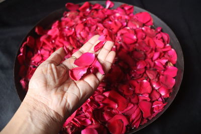 Close-up of hand holding pink roses