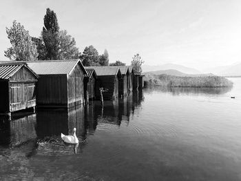 Horse in a lake