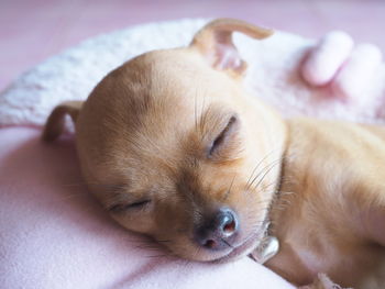 Close-up of puppy resting on bed