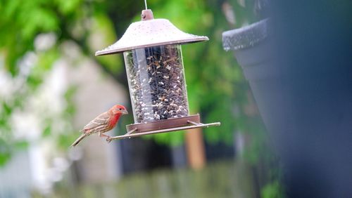 Male house finch - maryland, united states. 