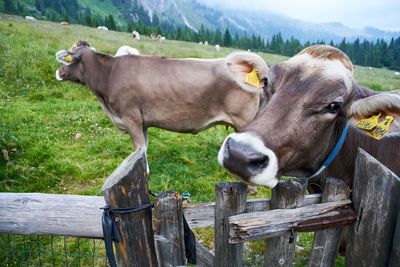 Cows on field