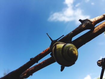 Low angle view of lizard against blue sky