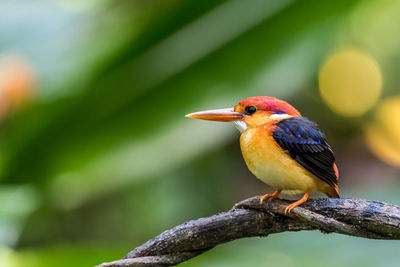 Close-up of bird perching on branch