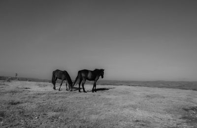 Horses on a field