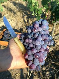 Cropped image of person holding grapes in vineyard