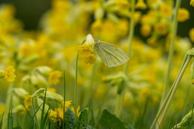 Close-up of butterfly pollinating on yellow flower