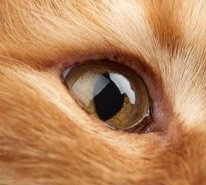 Open yellow eye of a red cat, macro, full frame