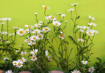 Close-up of white flowering plants