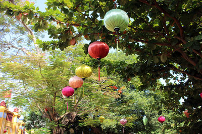 Low angle view of lanterns hanging on tree