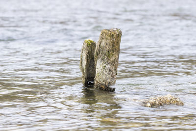 Wooden posts amidst sea