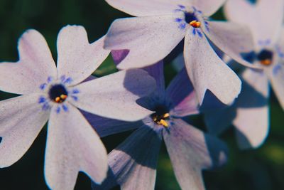 Close-up of purple flower