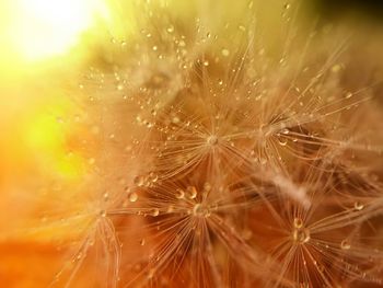 Macro shot of wet dandelion seeds during sunset