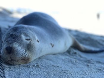 Close-up of sea lion on beach