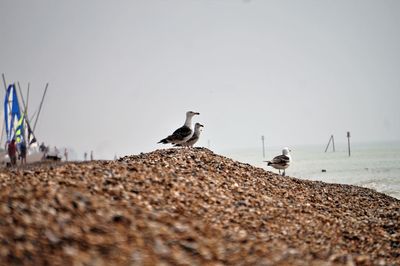 View of seagull on beach