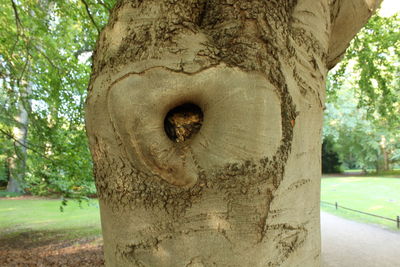 Trees in park