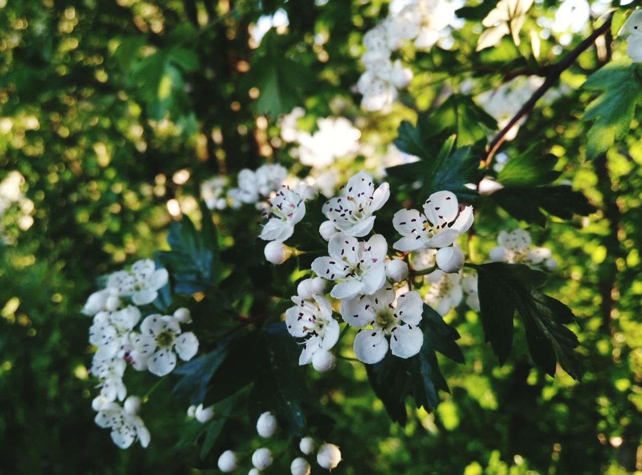 flower, freshness, growth, white color, fragility, petal, beauty in nature, flower head, blooming, nature, tree, focus on foreground, in bloom, blossom, close-up, plant, leaf, park - man made space, branch, white