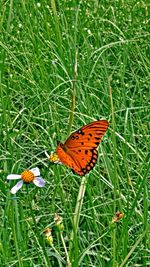 High angle view of butterfly on flower in field