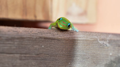 Close-up of small lizard on wood