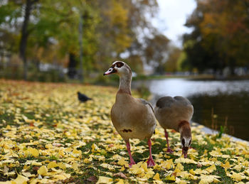 Mallard duck with leaves in the lake